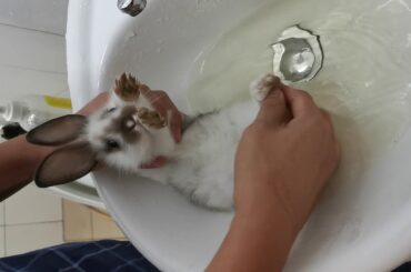 Baby Bunny takes a shower