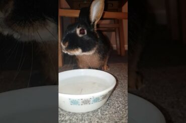 Slo-Mo Rabbit Drinking (TOO CUTE)