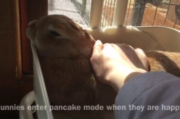 Cute Bunny wants to be patted