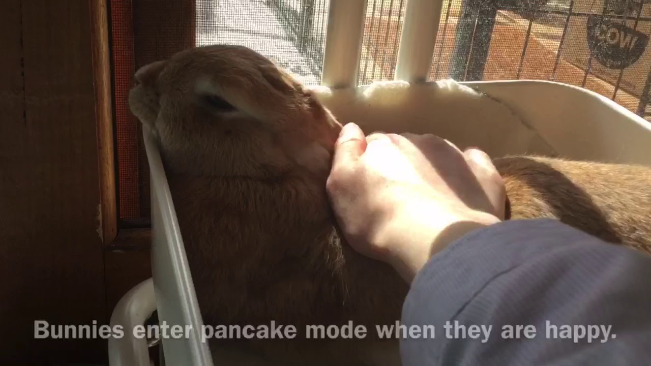 Cute Bunny wants to be patted