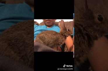 Cute bunny looking for food