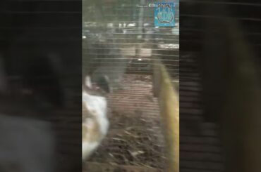 rabbit babys
