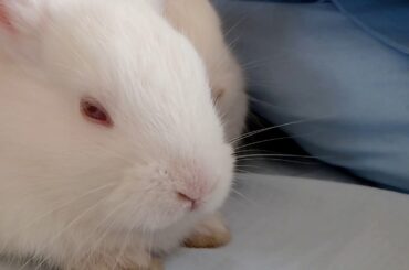 Cute dwarf rabbits | Sir. Snowy Rabbit and Mrs. Anne Rabbit sleeping *Try Not To Awww*