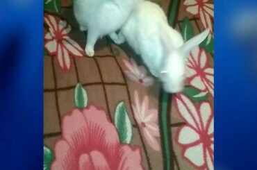 Rabbit so cute activity
