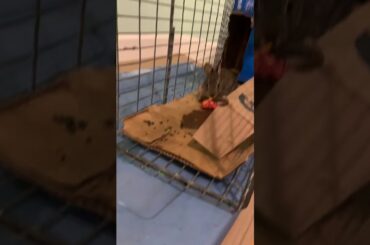 Bunny eat carrot inside of frog toy