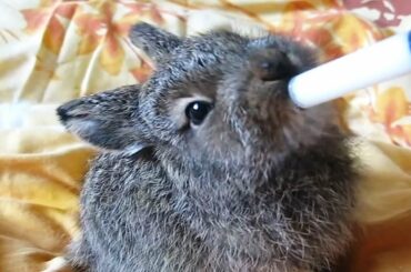 Bunnies Being Bottle Fed