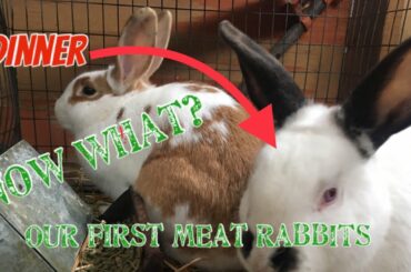 Raising MEAT Rabbits : our setup 🐇🍖