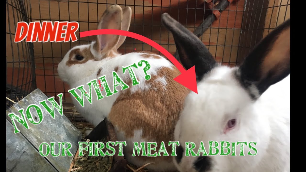 Raising MEAT Rabbits : our setup 🐇🍖