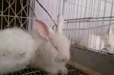 French angora rabbits