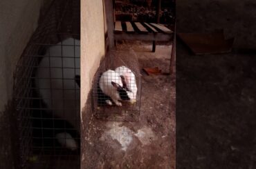 #Cutest videos of Rabbits Ever