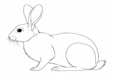 How to Drawing a Rabbit Very easy strp by step || যেভাবে খরগোশ খুব সহজে আকাবেন ।