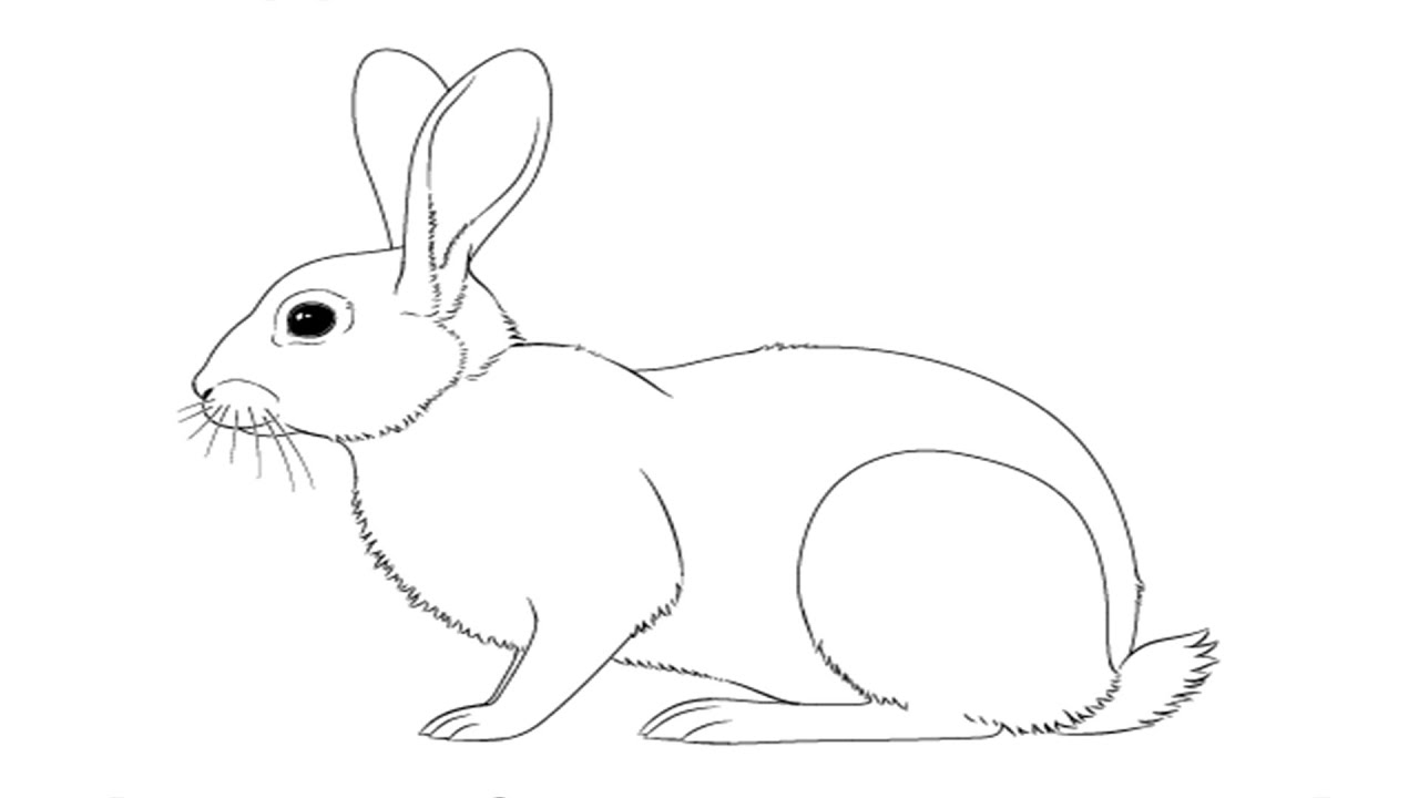 How to Drawing a Rabbit Very easy strp by step || যেভাবে খরগোশ খুব সহজে আকাবেন ।
