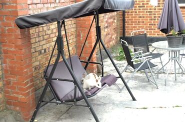 Beautiful & Cute White Netherland Dwarf Rabbits Swinging In The Garden 🐰🐰