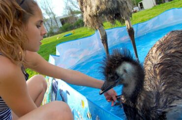 Playful Emus Make The Perfect Family Pets