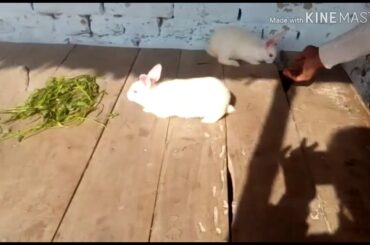 Cute Rabbits Playing(I luv nature!)