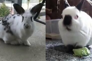 Awesome Compilation Of Adorable Rabbits