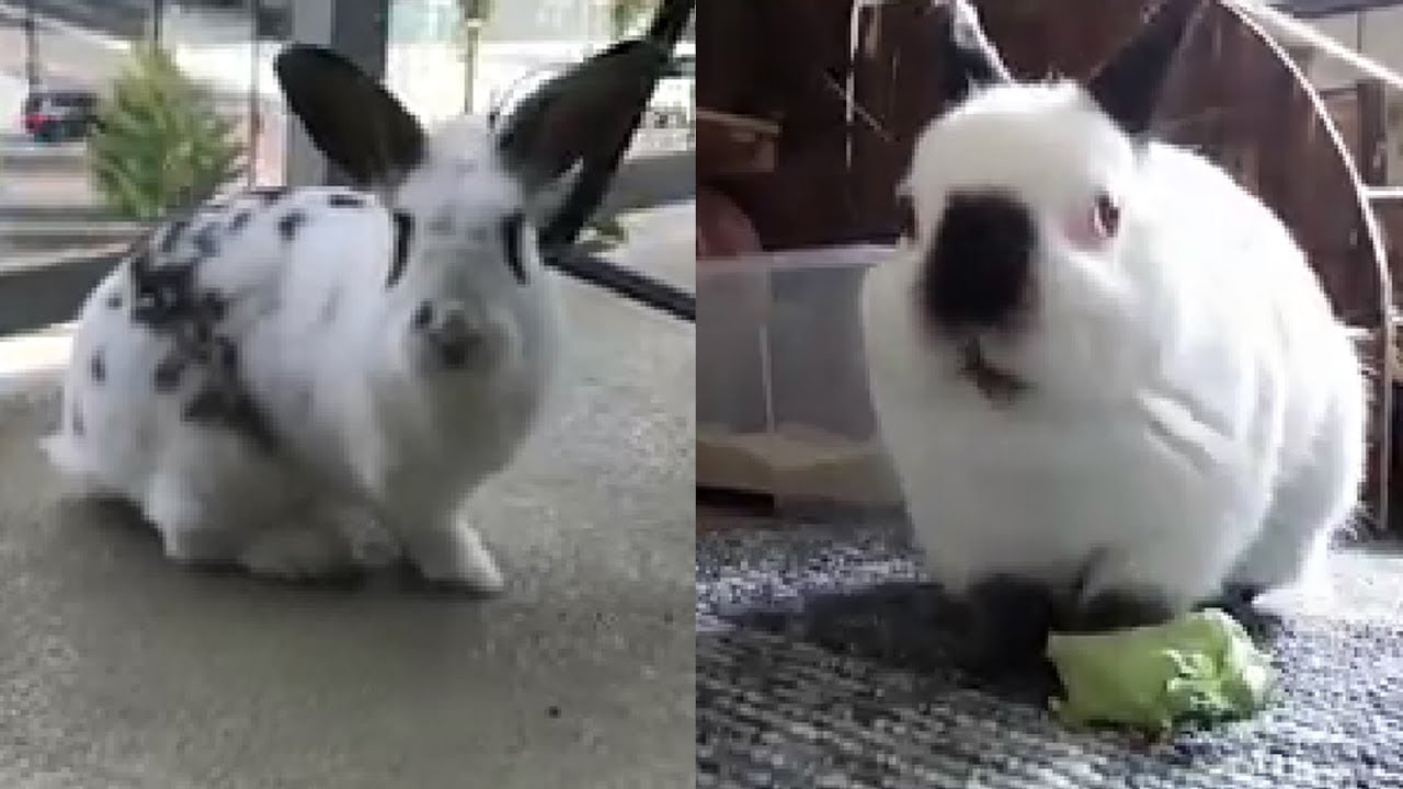 Awesome Compilation Of Adorable Rabbits