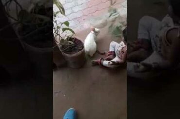 Animals and baby