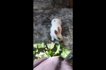 Cute bunny rabbit video eating garden plant whilst laying down lazy bum