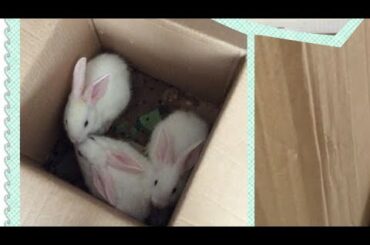 Random Rabbit Video That You Will Not Click On!!!- Not ASMR- Rosieopolis