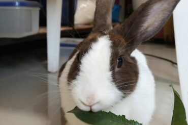 #rabbit​#bunny​#cute​#Asmr Rabbit​ like​ leaf.