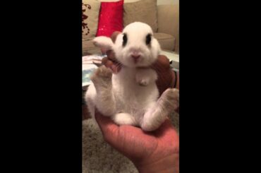 Beatboxing Bunny Rabbit - cute & funny video
