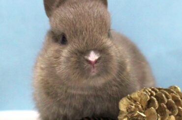 Cute Baby Rabbits #21