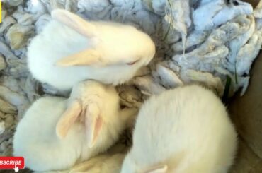 Small Rabbit || Rabbit Baby || White cute Little Rabbit || My B.B. Vlog