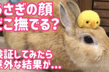 【うさぎ】予想外の結果！顔のどこ撫でて欲しいか？検証してみた【かわいい】Cute rabbit #58