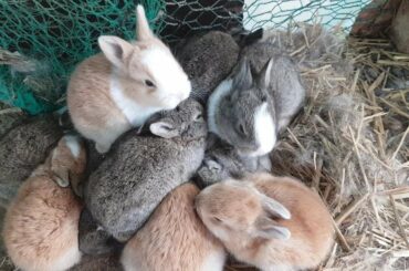 20일된 아기토끼(rabbit) 11마리 건강하게 예쁘게 잘 크고있습니다.