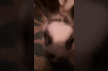 One of our cute bunnies!!!