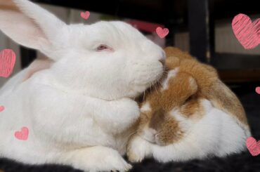 ❤️ Bunnies in love ❤️