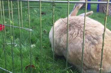 Cute bunny 🐇