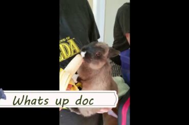 ADORABLE DWARF BUNNY-BUN BUNS #bunnies #rabbits #adorablerabbit