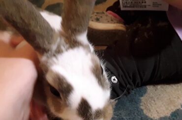 8 WEEK OLD BUNNIES!!!