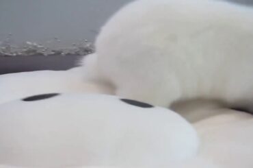 Watch this cute bunny