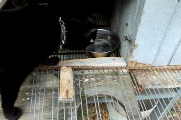 Cat Plays With Bunny! (Day 859-5/22/17)