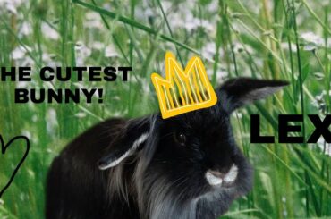 The cutest little bunny, with a hamster eating lettuce. TOO CUTE!
