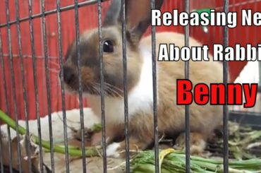 Releasing new video about Rabbit Beny she is beauty