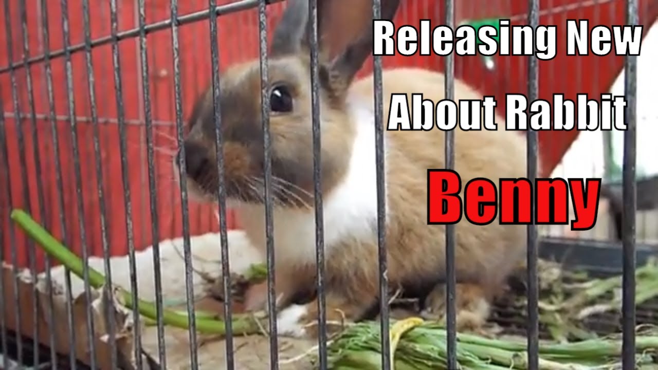 Releasing new video about Rabbit Beny she is beauty