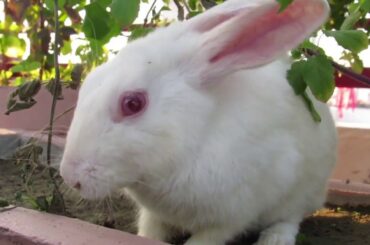 Rabbits living on a solid land under Tulsi Plant | Cute funny Red eye rabbits - Amazing creature