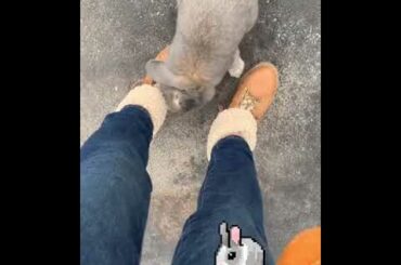 Cute bunny, funny, happy, therapy, Holland Lop