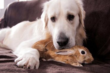 Dog and Rabbit - Best Friends Forever