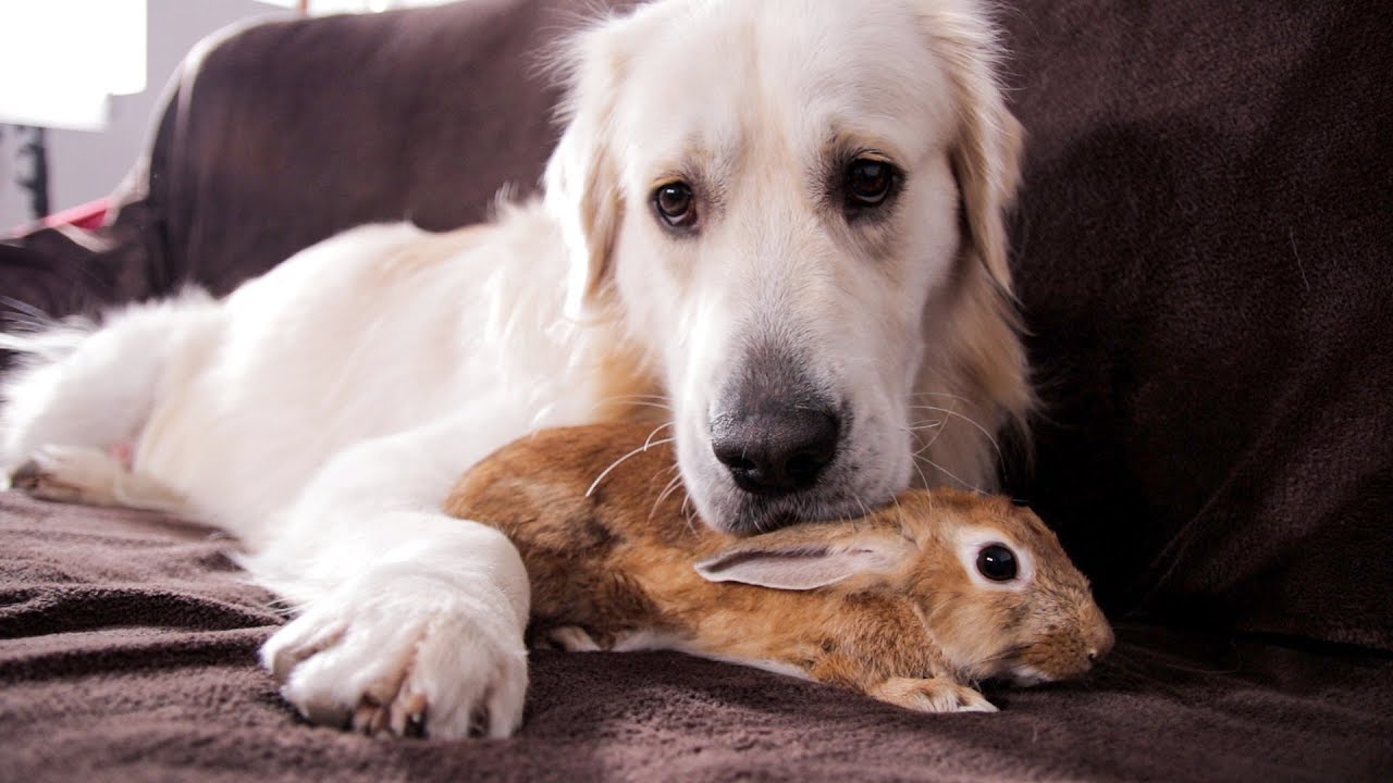 Dog and Rabbit - Best Friends Forever