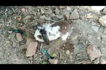 cute loop rabbit in playing mood