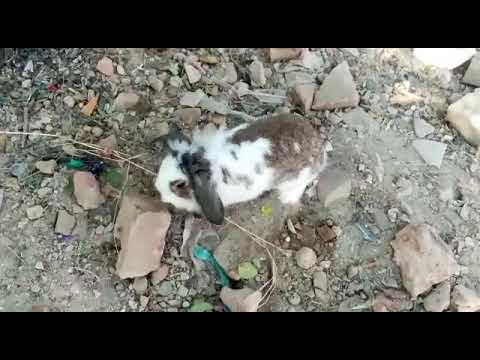 cute loop rabbit in playing mood