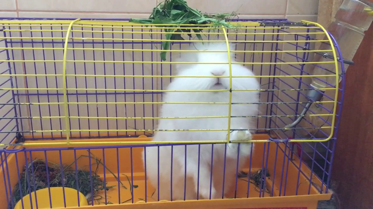 White fluffy bunny chewing on grass ASMR