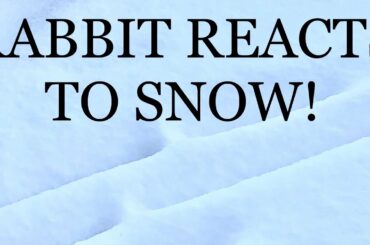 Rabbit Reacts To Snow For The First Time! ( Must Watch )