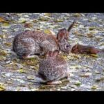 Bunny Rabbit and Chipmunk Dinner Party Goes Very Wrong!