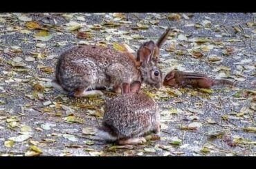 Bunny Rabbit and Chipmunk Dinner Party Goes Very Wrong!